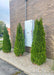 A group of three Emerald Green Arborvitae planted in a gravel landscape bed along a commercial building to screen electrical units.