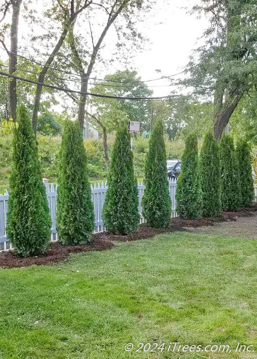 A row of Emerald Green Arborvitae planted along a white picket fence in a Chicago neighborhood for privacy and screening.