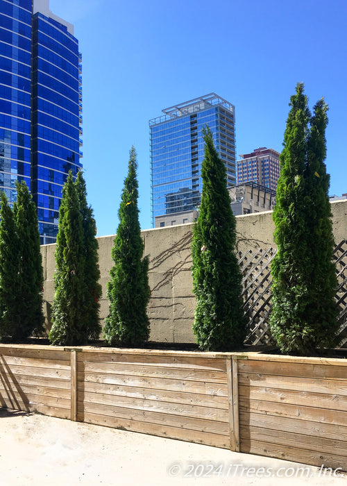 A row of Emerald Green Arborvitae planted in a container box on a rooftop in downtown Chicago.