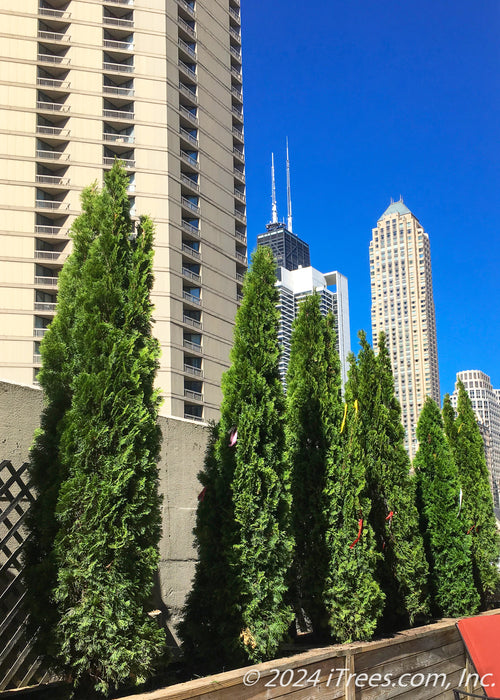 A row of Emerald Green Arborvitae planted in a container on a rooftop in Chicago with the Willis Tower in the background.