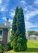Mature Emerald Green Arborvitae planted in the front landscape of a yard with crown taller than one story house.