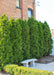 A row of Emerald Green Arborvitae planted in a urban courtyard area for privacy and screening.