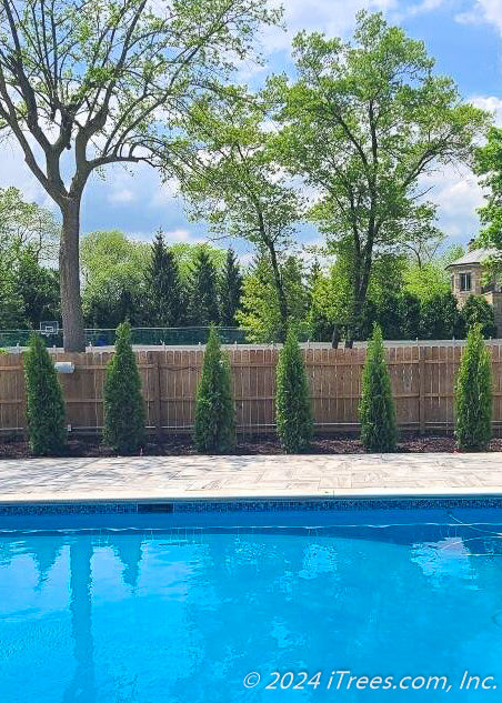 View of a backyard blue pool with a row of Emerald Green Arborvitae tree planted in front of the fence line for additional privacy and screening.