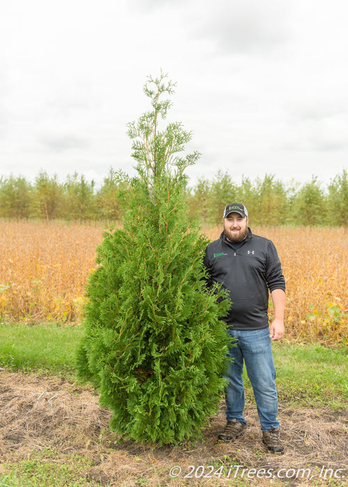 A Techny Arborvitae at the nursery with a person standing next to it.