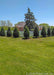 A row of Techny Arborvitae planted along a fenceline.