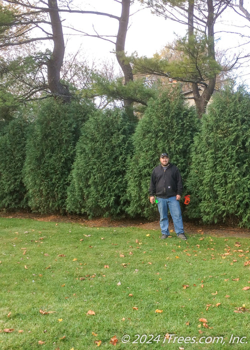Techny Arborvitae Fence Techny Arborvitae | Johnson's Nursery | KB