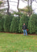 A row of newly planted Techny Arborvitae with a person standing near by to show their height at over 10 ft tall.