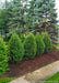 A row of newly planted Techny Arborvitae planted in a side yard berm near a sidewalk.