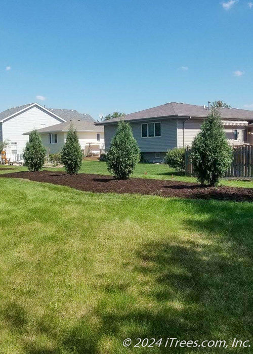 A row of newly planted Techny Arborvitae planted in a backyard berm.