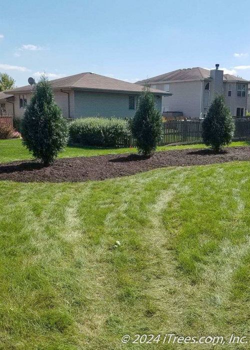A row of newly planted Techny Arborvitae planted in a backyard berm.