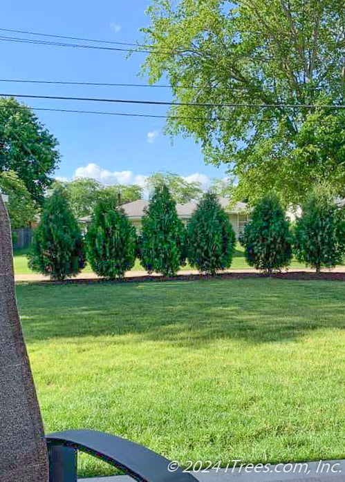 Buy Techny Arborvitae Trees | Planting & Warranty - iTrees.com