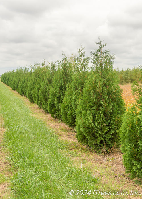 A row of Techny Arborvitae planted at the nursery.