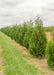 A row of Techny Arborvitae planted at the nursery.