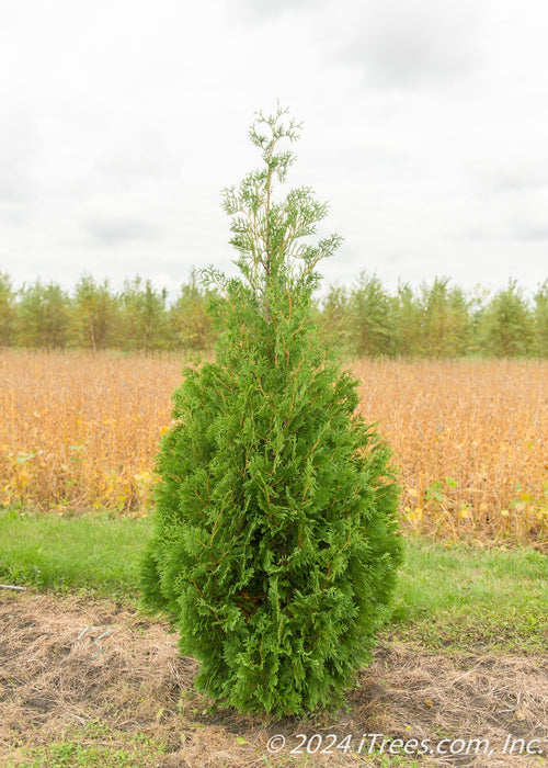 A single Techny Arborvitae at the nursery.