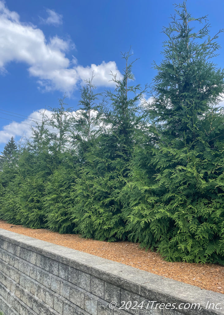 Green Giant Arborvitae