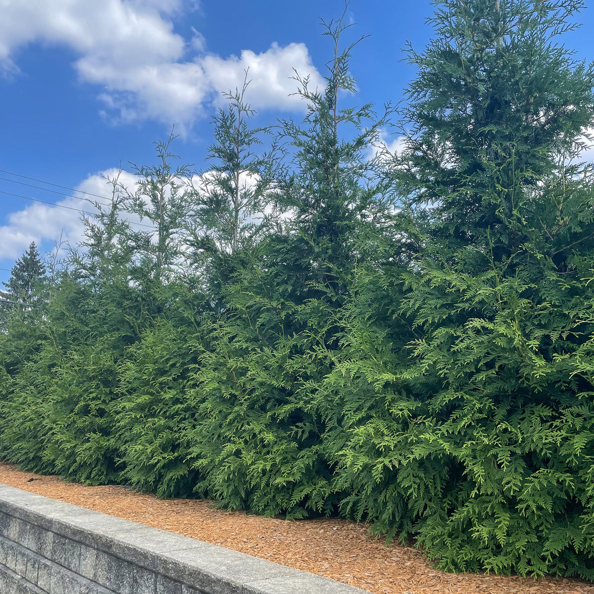 Green Giant Arborvitae