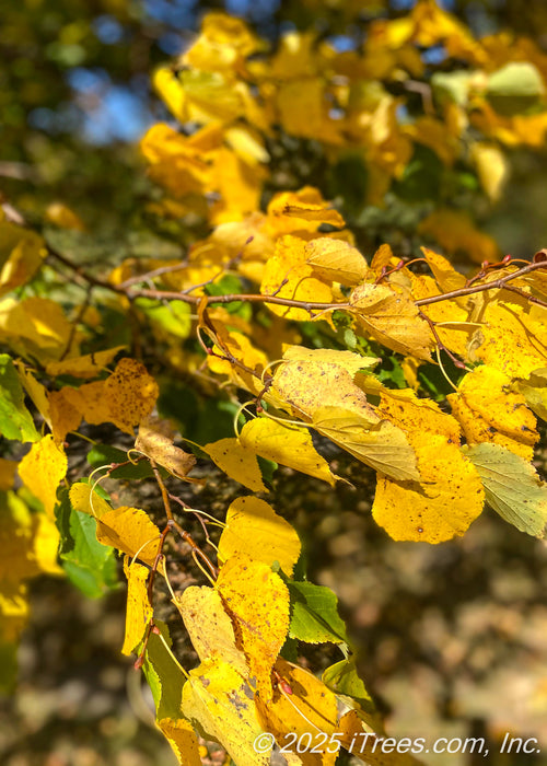 Closeup of changing fall color from green to yellow-gold.