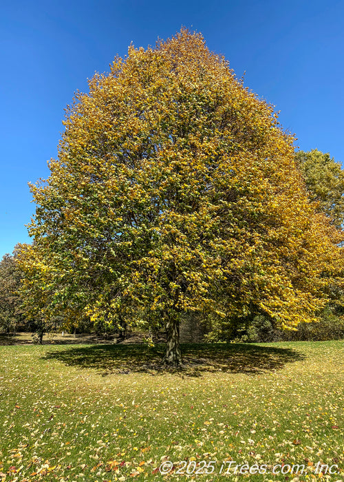 A mature Greenspire Littleleaf Linden grows in an open area of a field, the tree's strong pyramidal form casts shade below, and is covered in changing leaves from green to bold gold.