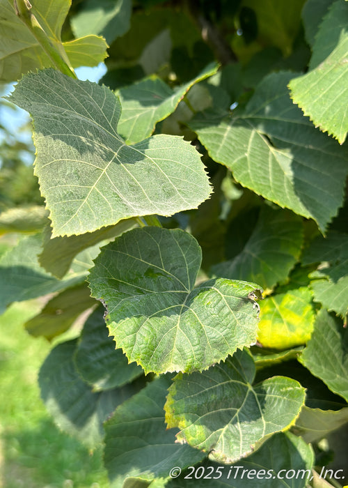 Closeup view of Green Mountain Silver Linden's dark green serrated leaves.