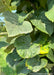 Closeup view of Green Mountain Silver Linden's dark green serrated leaves.