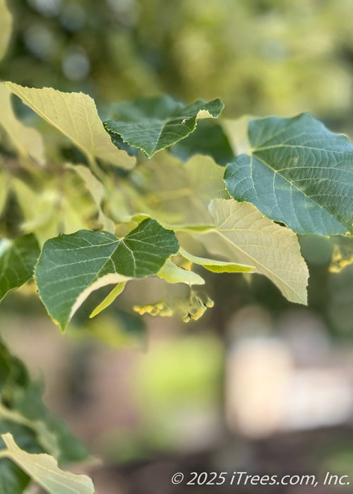 Closeup view of Green Mountain Silver Linden's large, dark green serrated leaves, with silvery undersides.
