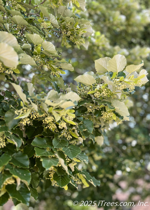 Closeup view of a branch covered in large dark green leaves with a silvery underside, flower buds are in small clusters dangling from the branches.