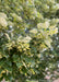 Closeup view of a branch covered in large dark green leaves with a silvery underside, flower buds are in small clusters dangling from the branches.