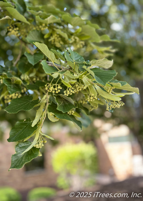 Closeup view of large dark green, serrated leaves, and dangling flower buds.