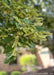 Closeup view of large dark green, serrated leaves, and dangling flower buds.
