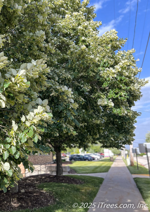 Sidewalk view of a two Green Mountain Silver Linden's growing near a hospital, providing shade to the sidewalk and nearby courtyard, their dark green leaves and silvery underside offer beauty and interest.