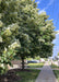 Sidewalk view of a two Green Mountain Silver Linden's growing near a hospital, providing shade to the sidewalk and nearby courtyard, their dark green leaves and silvery underside offer beauty and interest.