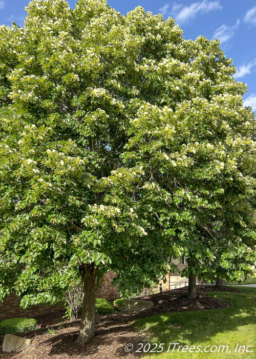 View of three Green Mountain Silver Lindens planted along a building's walkway and near a courtyard area. The trees are providing rich shade to nearby areas with their large green leaves.