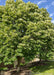 View of three Green Mountain Silver Lindens planted along a building's walkway and near a courtyard area. The trees are providing rich shade to nearby areas with their large green leaves.