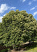 Green Mountain Silver Linden with full, dense canopy of dark green serrated leaves, providing rich shade to a courtyard area. 
