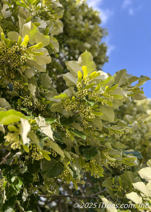 Closeup view of branches covered in large leaves, showing their silvery undersides and dangling flower buds.