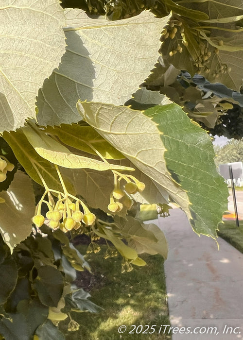 Closeup view of a dark green, serrated leaf with a silvery underside, and small clusters of flower buds dangling beneath the leaves.