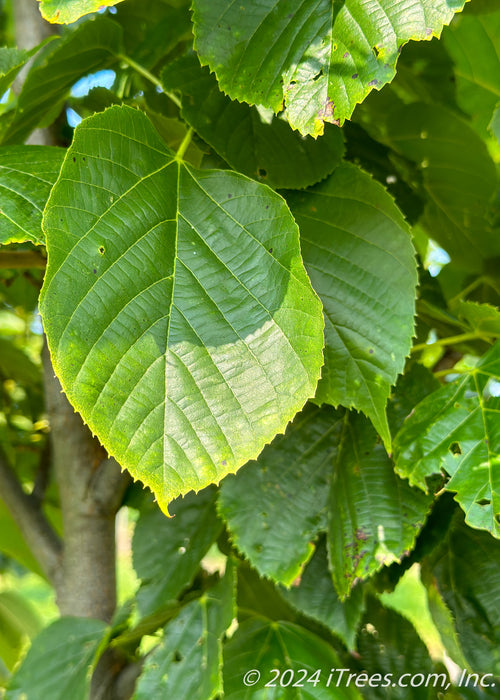 American Linden Tree Leaves