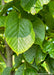 Redmond Linden leaf closeup. 