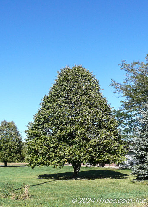 A maturing Redmond Linden with green leaves showing strong pyramidal form.