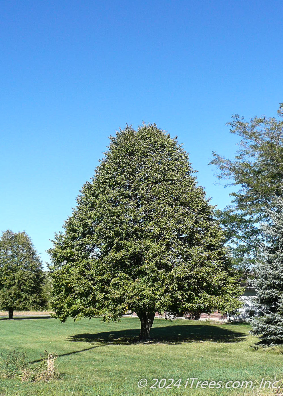 Red Lind Tree Redmond American Linden Tree - iTrees.com
