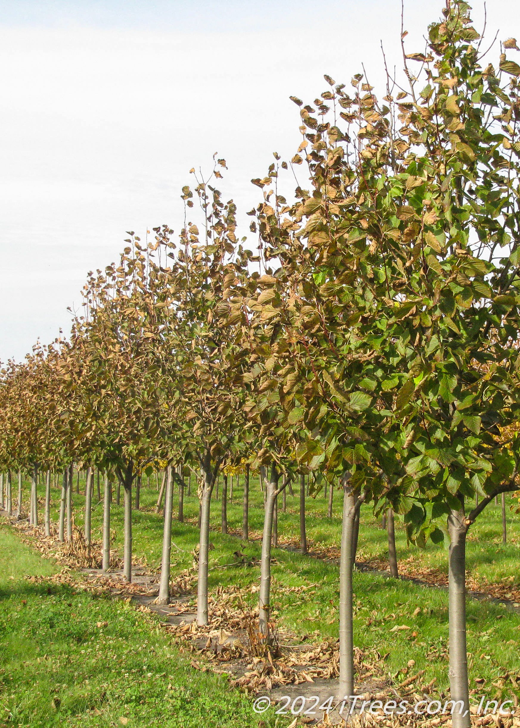 Red Lind Tree Redmond American Linden Tree - iTrees.com