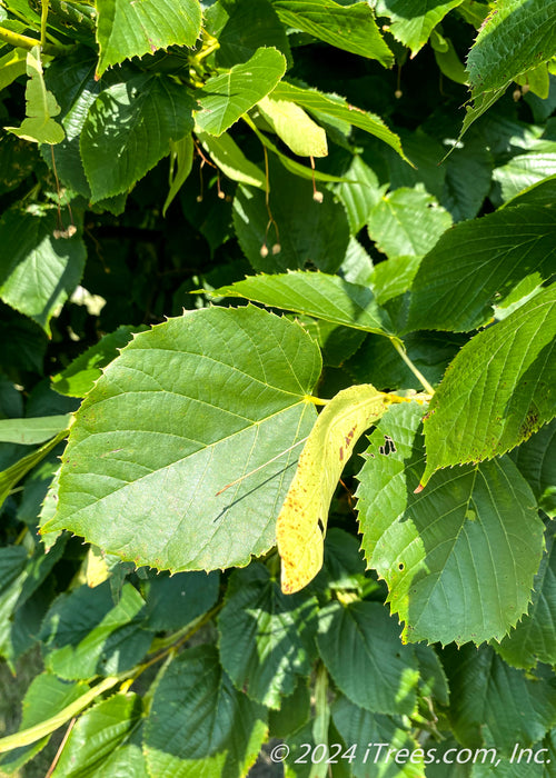 A closeup of large green leaves with finely toothed edges.