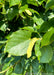 A closeup of large green leaves with finely toothed edges.