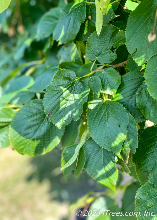 Closeup of large, dark green leaves with finely serrated edges.