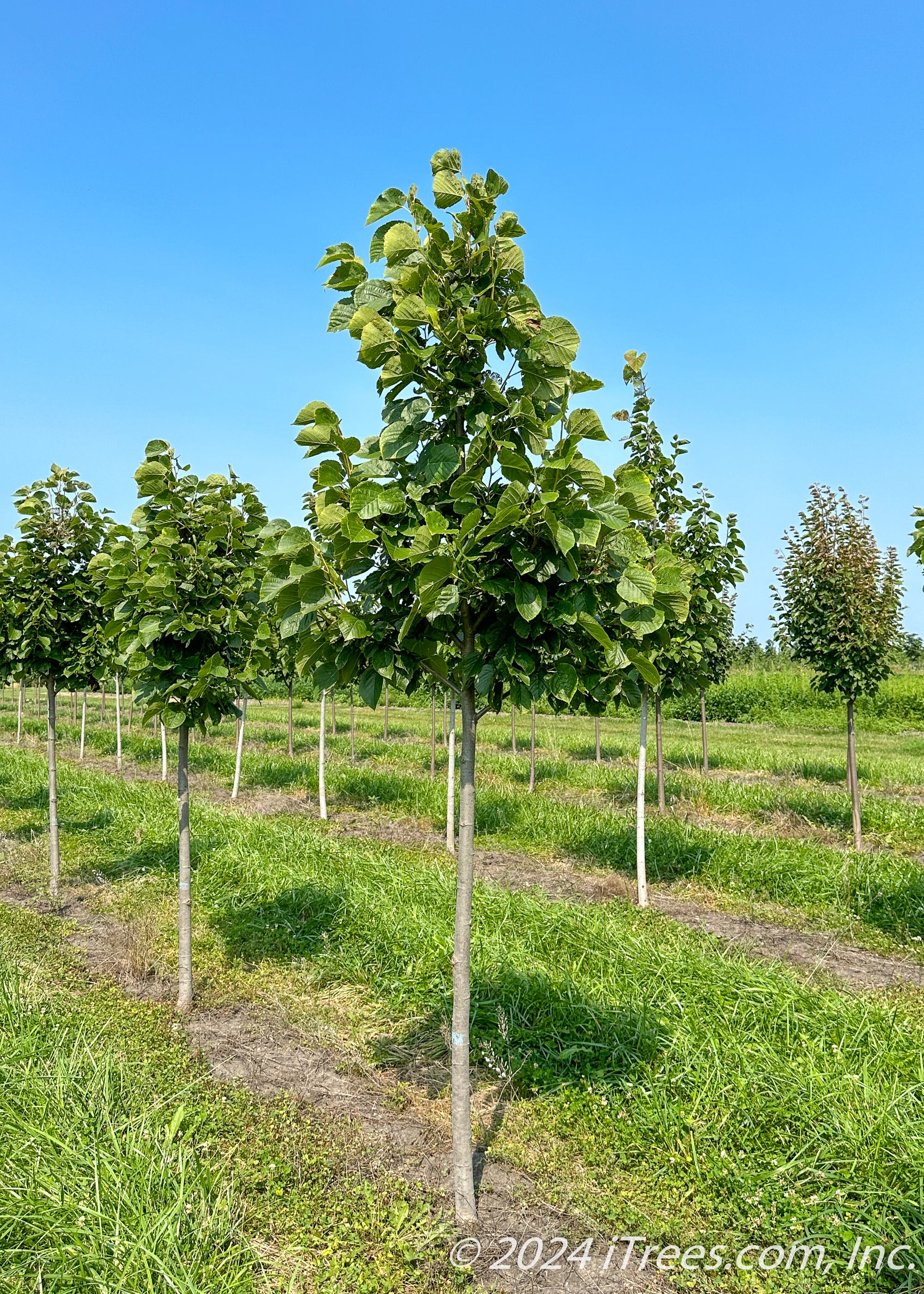 Red Lind Tree Redmond American Linden Tree - iTrees.com
