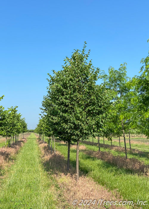 A row of Greenspire Littleleaf Linden with green leaves in the nursery.