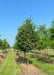 A row of Greenspire Littleleaf Linden with green leaves in the nursery.