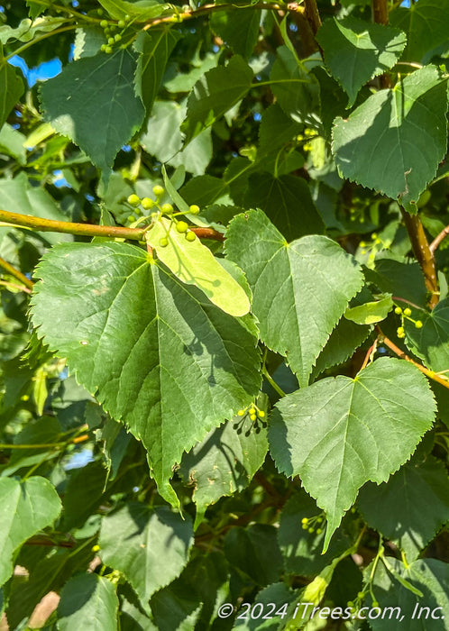 Closeup of heart-shaped leaves, and flower buds.