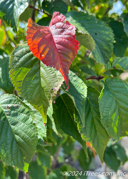 Closeup of green leaves with changing fall color from green, to yellowish-red.