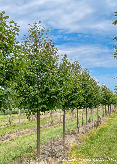 A row of Greenspire Littleleaf Linden trees in the nursery with green leaves.